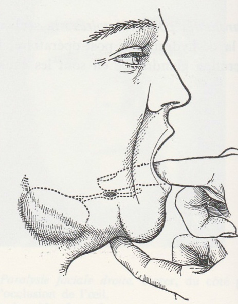 dessin glande  sous-maxillaire