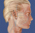 image pour la rubrique Chirurgie de la face et du cou
